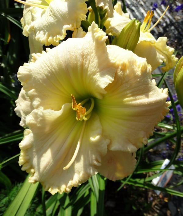 SPACECOAST_WHITE_CHOCOLATE_001_medium